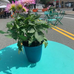 Photo Credit: Downtown Cranford