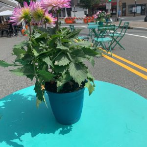 Downtown Cranford
